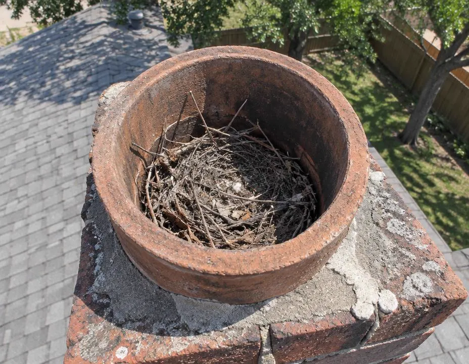 Uncapped clay flue with bird nest and debris, Dallas TX